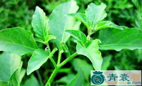 中药材冲天伞图片