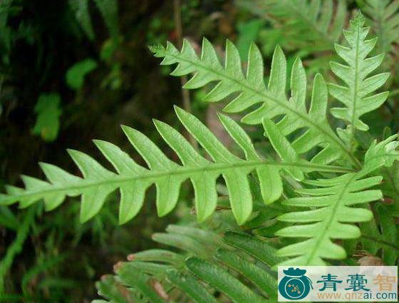中药材冷蕨图片
