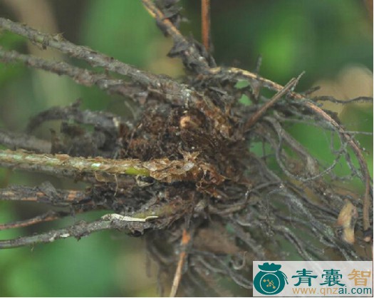 中药材冷蕨子草图片