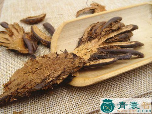中药材冷蕨萁图片