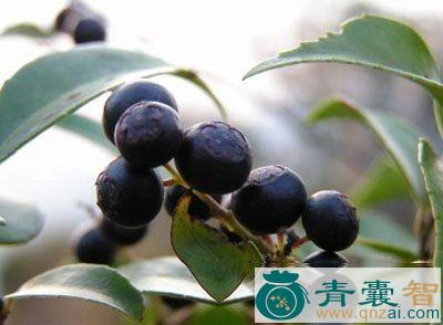 中药材冷饭子图片