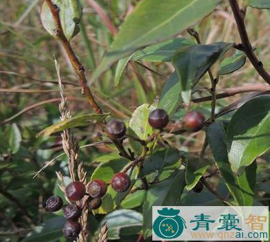 中药材冷饭果叶图片