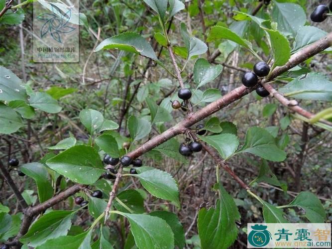 中药材冻绿刺图片