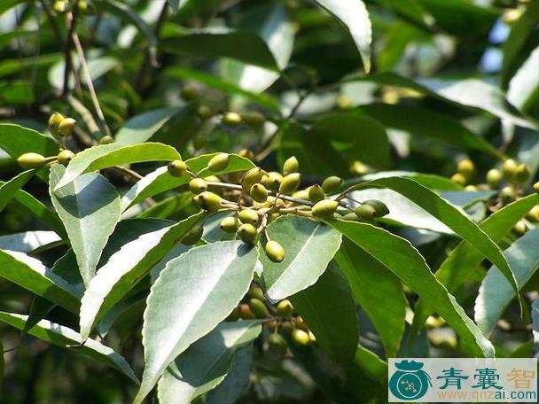 中药材冻青叶图片