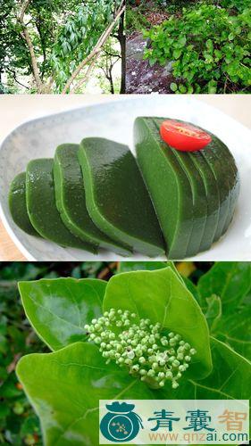 中药材凉粉叶图片
