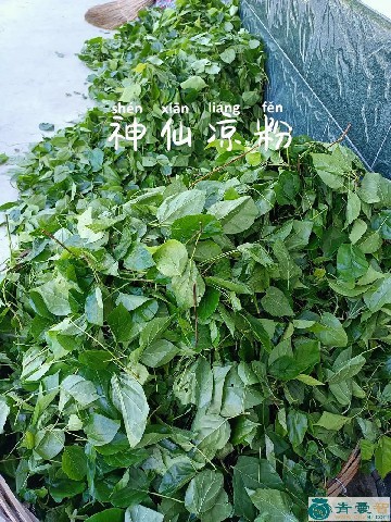 中药材凉粉木图片