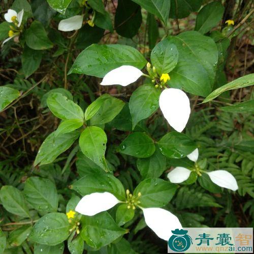 中药材凉茶藤图片