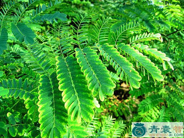 中药材凤凰木图片