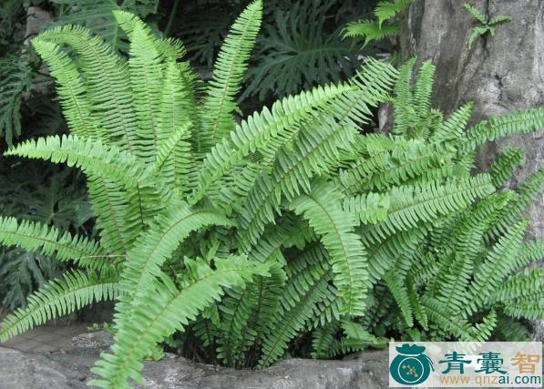 中药材凤凰标图片