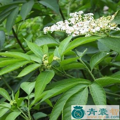 中药材凤尾接骨草图片