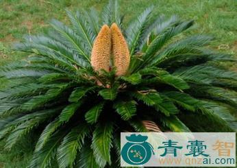 中药材凤尾蕉叶图片