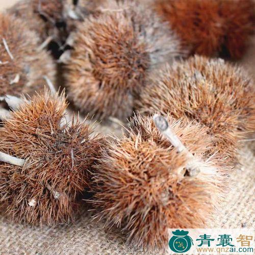 中药材凤栗图片