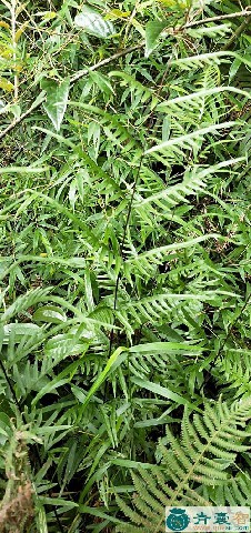 中药材凤阳草图片