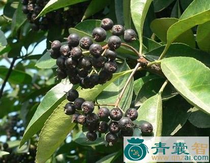 中药材凿子树图片