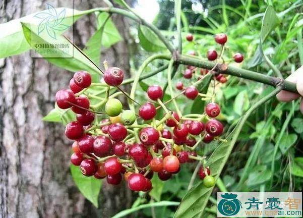 中药材刀伤木图片
