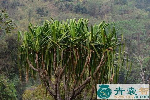 中药材分叉露兜树图片