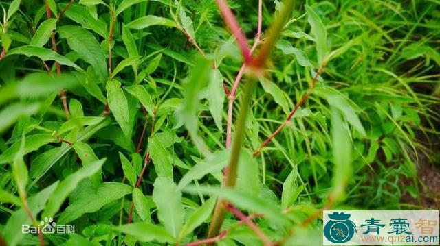 分枝蓼的性味归经以及功效用法-青囊智
