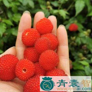 中药材划船泡图片