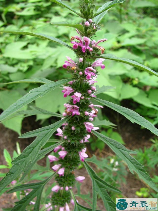 刘芙蓉草的性状性味归经以及功效用法-青囊智