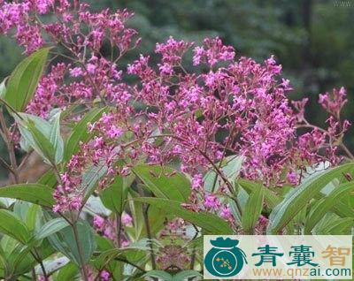 刚毛尖子木的性味归经以及功效用法-青囊智