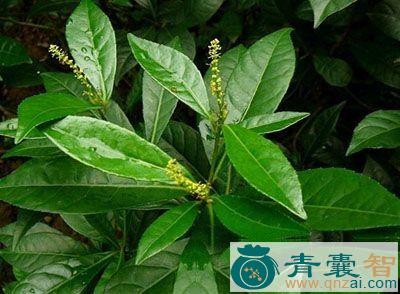 中药材刮金板图片