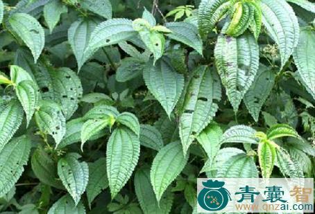 中药材到老嫩图片