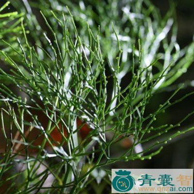 刷把草的性状性味归经以及功效用法-青囊智