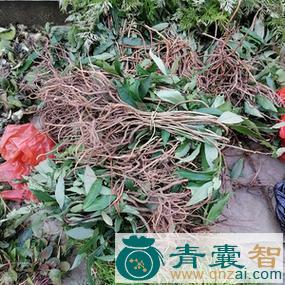 中药材刹喉箭图片