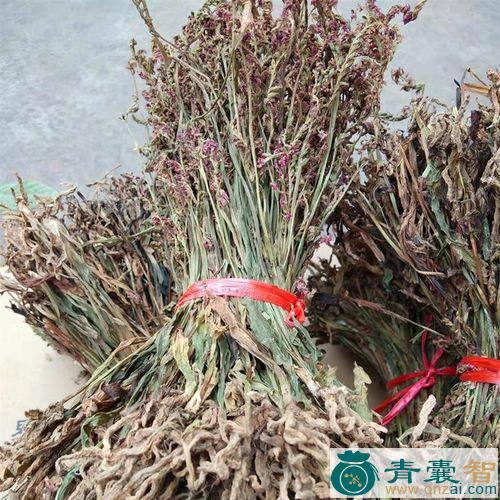 中药材刹抱龙图片