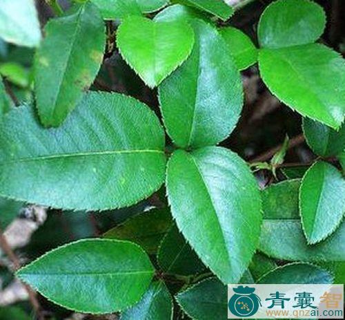 中药材刺三甲图片