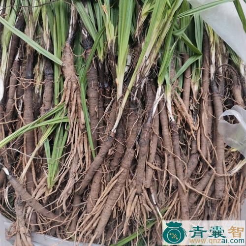 中药材刺仙茅图片