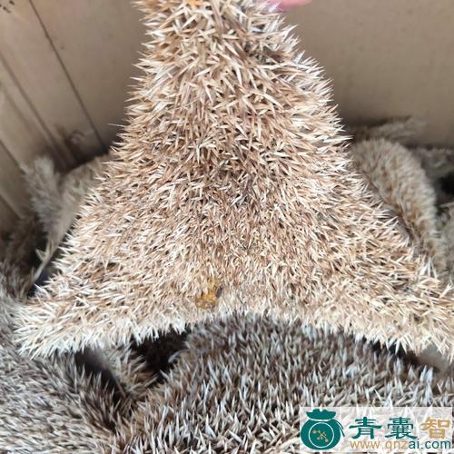 中药材刺加皮图片