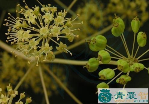 中药材刺揪子图片