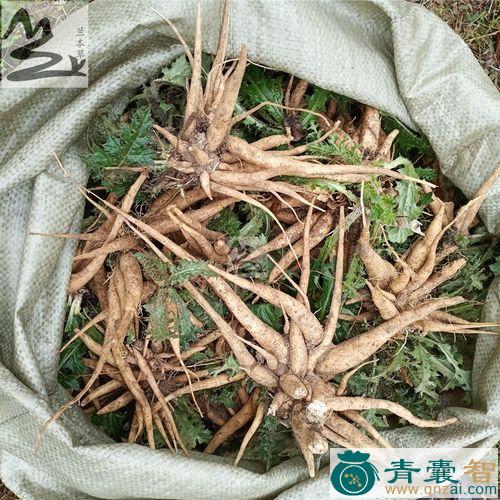 中药材刺晚图片
