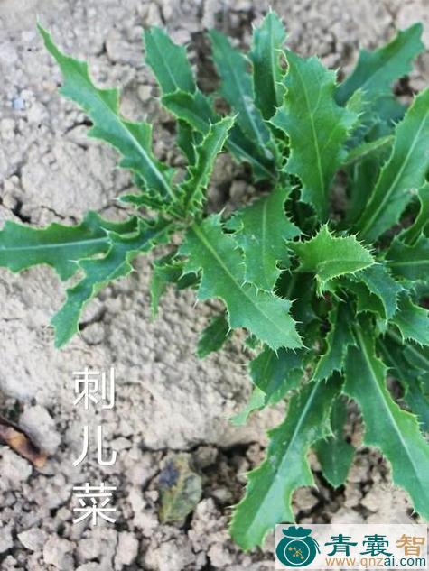 中药材刺杀草图片