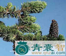中药材刺松图片
