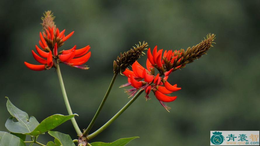 中药材刺桐花图片