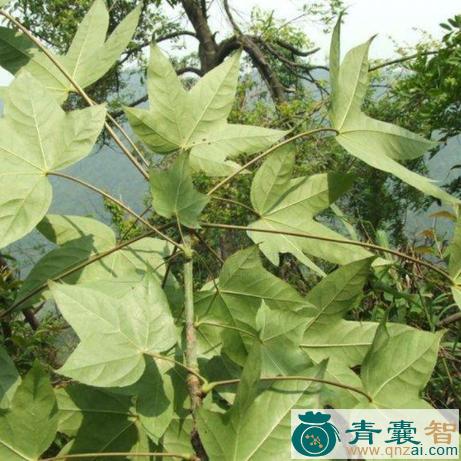 中药材刺楸茎图片