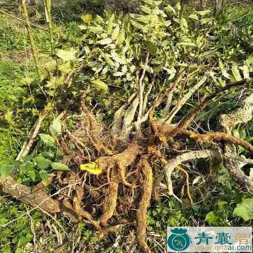 中药材刺檗图片