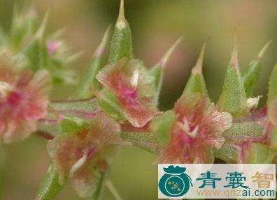 中药材刺沙蓬图片