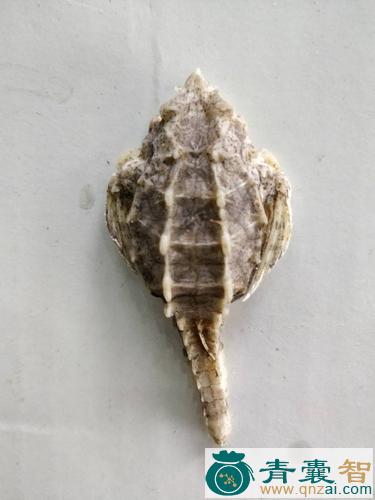 刺海螺的性状性味归经以及功效用法-青囊智