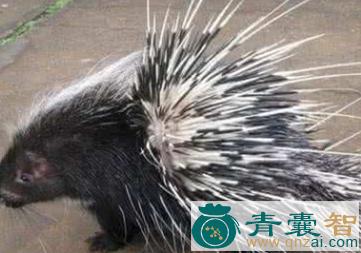 中药材刺猪图片