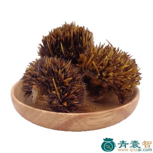 刺猬皮的性状性味归经以及功效用法和注意事项-青囊智