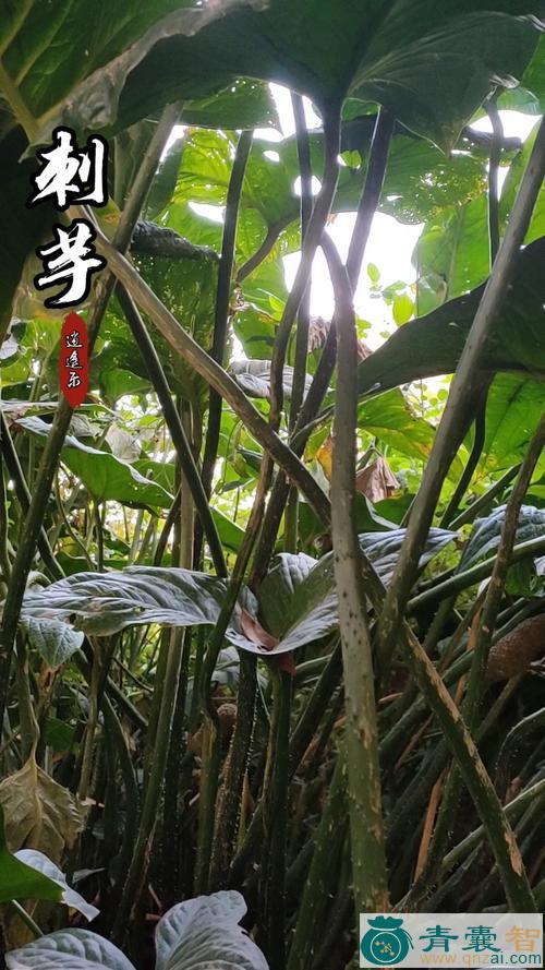 刺芋的性状性味归经以及功效用法-青囊智