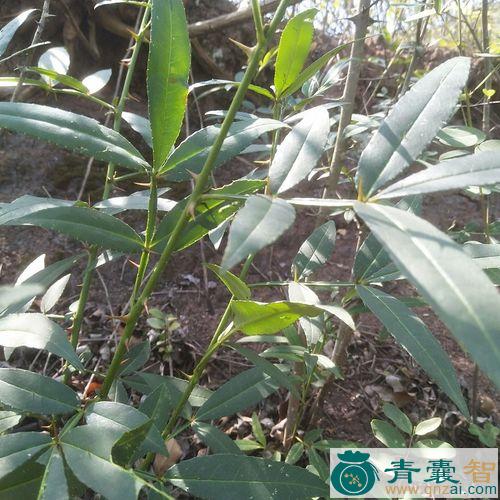 中药材刺花椒图片