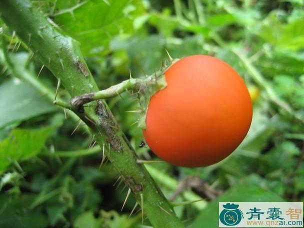 中药材刺茄子图片
