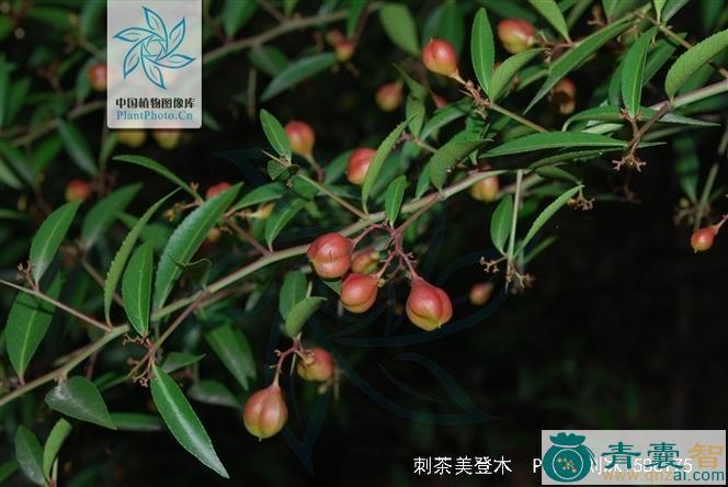 中药材刺茶美登木图片