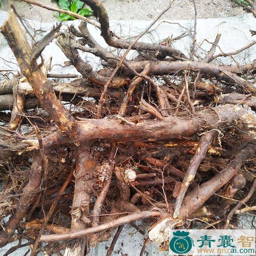 中药材刺莓果根图片