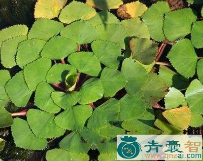 中药材刺菱图片