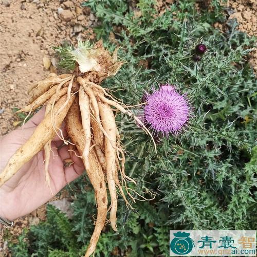 中药材刺萝卜图片
